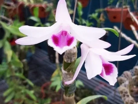 Lan đột biến hết thời, rẻ như rau: Người từng dốc tiền tỷ chơi hoa nói gì?