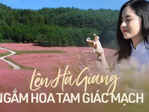 Lên kế hoạch đi Hà Giang ngắm hoa tam giác mạch với chi phí 3,5 triệu đồng