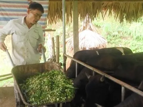 Trâu, bò mất giá, người chăn nuôi ở Yên Bái lo âu