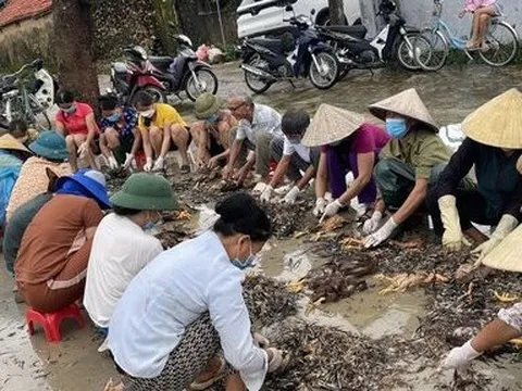 Xúc động cả làng đến giúp chủ trại sơ chế gần 4.000 con gà chết do lũ