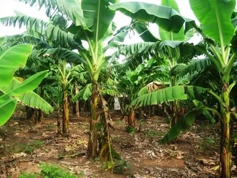 Hé lộ nguyên nhân vụ thi thể cụ bà 95 tuổi bị chôn trong vườn nhà con trai