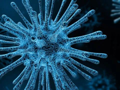 Một virus khỉ khác "đang sẵn sàng lây sang người"