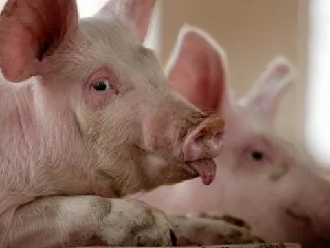 Thịt heo giảm giá liên tục, bầu Đức liệu có "đu đỉnh"?