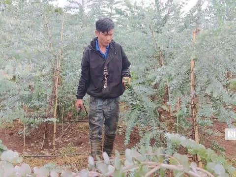 Cây đô la nở hoa trên vùng đất khó