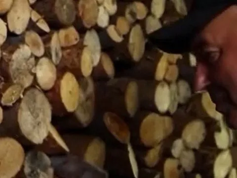 Đối phó giá khí đốt tăng cao, người dân Hà Lan ồ ạt mua than củi tích trữ