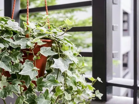 6 loại cây cảnh vừa đẹp vừa thanh lọc không khí được người Malaysia ưa chuộng