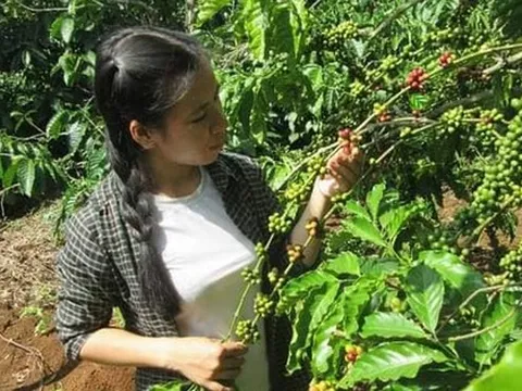 9x bỏ phố về quê làm rẫy, hằng ngày nhặt sầu rụng, hái rau quả trong vườn ăn không xuể