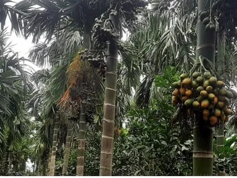 Trái cau xuất khẩu khó đầu ra, nhà vườn cần thận trọng mở rộng diện tích