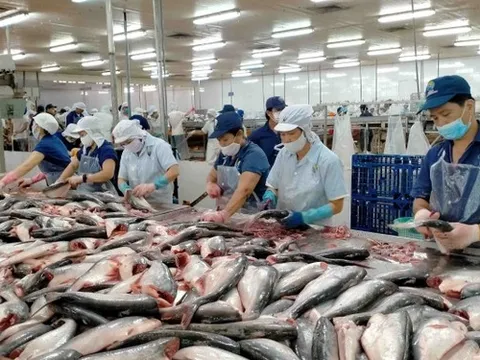 Kim ngạch xuất khẩu cá tra sang Brazil bật tăng nhờ giá