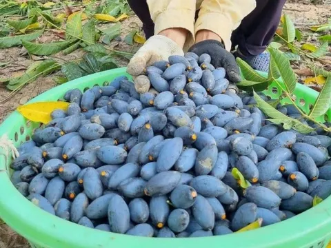 Trèo lên ngọn cây thu hoạch 'vàng đen', nông dân bỏ túi hàng trăm triệu đồng