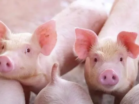 Chủ tịch HĐQT BAF khoe "heo ăn chay", đối đầu "heo ăn chuối" của bầu Đức?