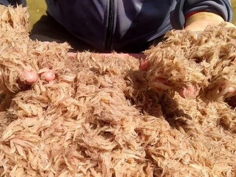 Trúng đậm tép biển, người dân thu nhập tiền triệu mỗi ngày