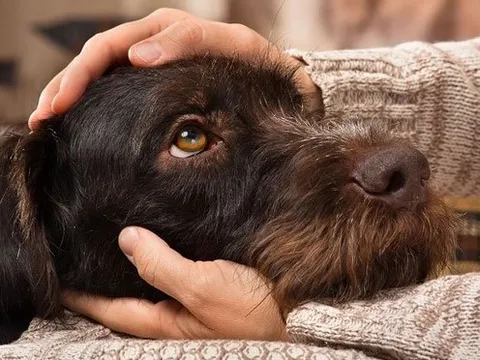 Khuyến cáo phòng ngừa lây nhiễm đậu mùa khỉ ở động vật, đặc biệt là chó nhà