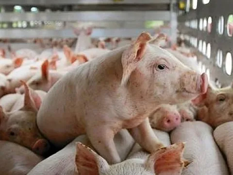 Cục Xuất nhập khẩu: Giá lợn hơi có thể đi lên cuối năm nhờ tiêu thụ tăng