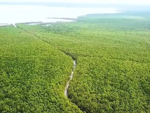 Bắt nguyên Giám đốc Vườn quốc gia Mũi Cà Mau