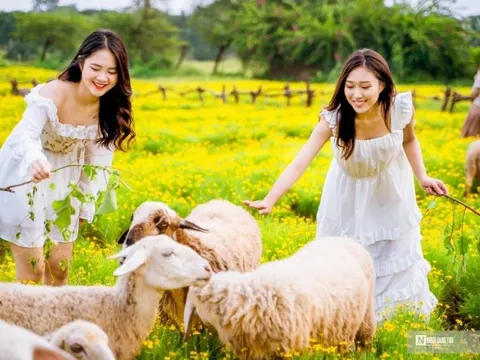 Giới trẻ thích thú check in trong vườn cúc sao băng giữa lòng Hà Nội