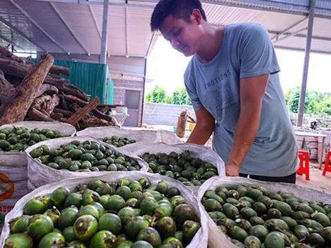 Cau giảm giá 80 - 85%, chỉ còn 15.000 - 20.000 đồng/kg do Trung Quốc ngừng nhập