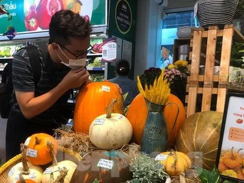 Bí ngô tiền triệu chưa đến Halloween đã 'cháy' hàng