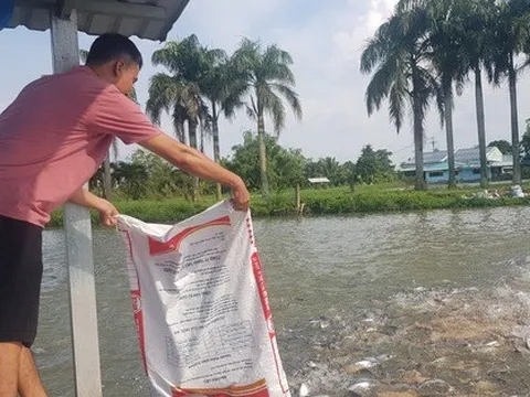 Thủ phủ cá tra miền Tây báo động thiếu cá giống