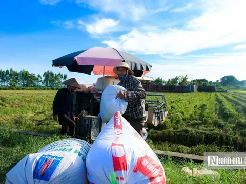 Thị trường nông sản tuần qua: Giá lúa, cà phê đồng loạt tăng