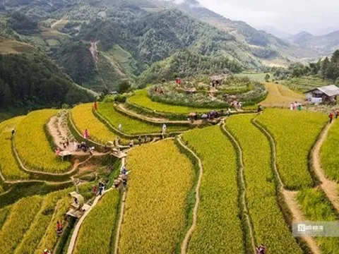 Mù Cang Chải: Mê mẩn mùa lúa chín trên đồi Mâm xôi