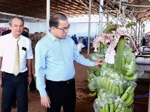 Cứ 1 tấn chuối bầu Đức bán ra có tới 0,58 tấn chuối thải làm thức ăn cho heo, biên lãi gộp của HAGL có bị "mỏng" đi?