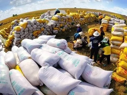 Giá gạo Việt xuất khẩu lấy lại ngôi đầu thế giới