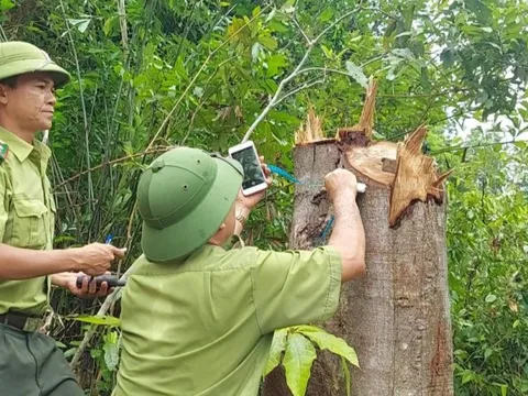 Cục Kiểm lâm yêu cầu xử nghiêm vụ phá rừng ở Quảng Trị