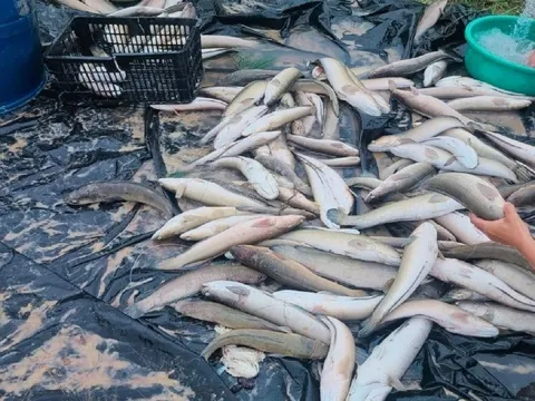 Sét đánh chết hơn 3 tấn cá lóc của người dân Quảng Bình