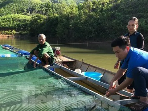 Chàng trai 9x nuôi cá trên lòng hồ thủy điện, thu trăm triệu mỗi năm