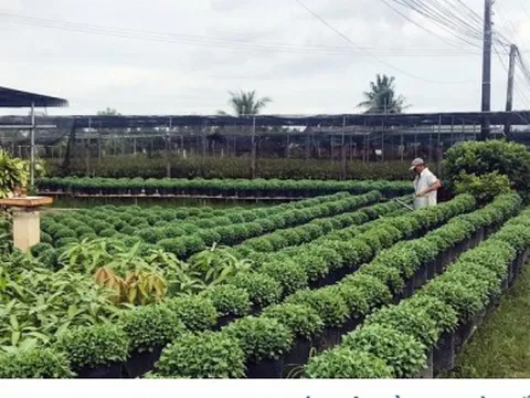 “Vương quốc hoa kiểng, cây giống” vào vụ hoa Tết