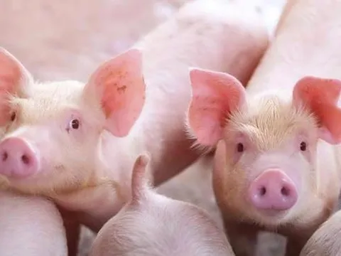 "Đối thủ" của bầu Đức - Chủ tịch BAF vừa khoe “heo ăn chay” độc quyền, cổ phiếu tăng trần liên tục bất chấp thị trường chung đỏ lửa