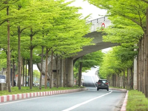 Bộ Công an yêu cầu định giá cây xanh các loại trên địa bàn Hà Nội giai đoạn 2016-2018