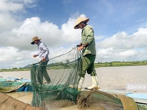 Về “thủ phủ” cá lồng trên thủy điện An Khê