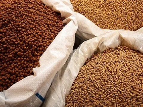 Giá nguyên liệu rung lắc liên tục, doanh nghiệp chăn nuôi nên ứng biến thế nào?