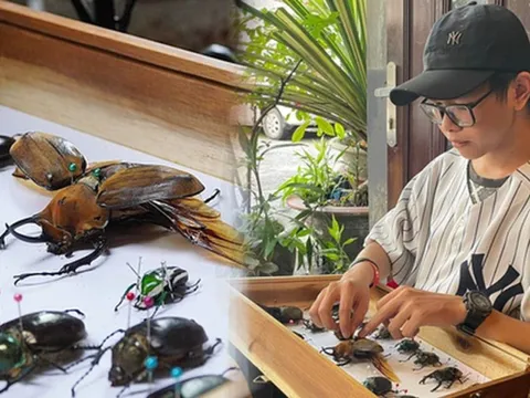 “Báu vật” hơn 200 mẫu tiêu bản bọ cánh cứng của chàng trai genZ