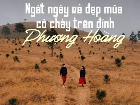 Ngắm mùa cỏ cháy đẹp thơ mộng trên đồi Phượng Hoàng, Quảng Ninh