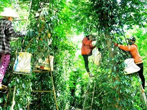 Hồ tiêu thủng mốc 60.000 đồng/kg
