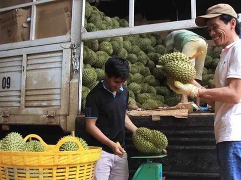 Vụ 'đòi lại mã vùng trồng sầu riêng': Sẽ thu hồi mã vùng nếu có tranh chấp