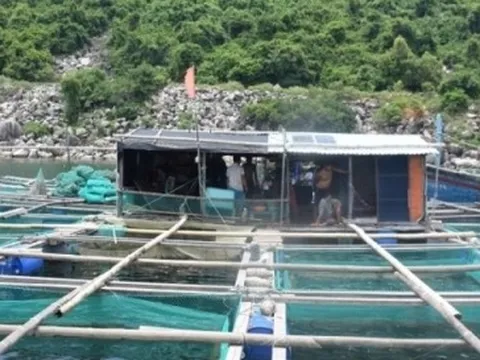 Giá thức ăn chăn nuôi tăng cao, người nuôi trồng thủy sản gặp khó