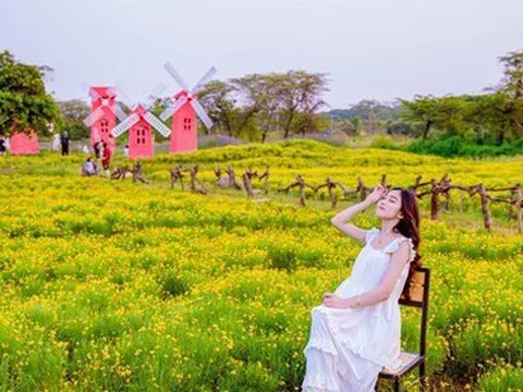 Mê mẩn trước cánh đồng cúc sao băng độc nhất tại Hà Nội