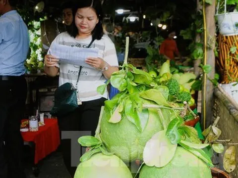 Lô bưởi Việt Nam đầu tiên sắp xuất khẩu sang Mỹ