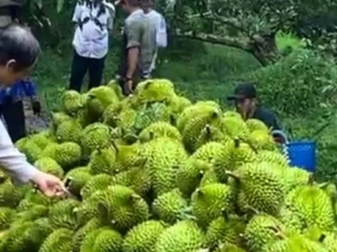 Sầu riêng cho thu hoạch sớm, nhà vườn lãi to