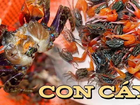 Loại đặc sản của Quảng Ninh giá 160 nghìn/kg, có phần chân đỏ rực bắt mắt