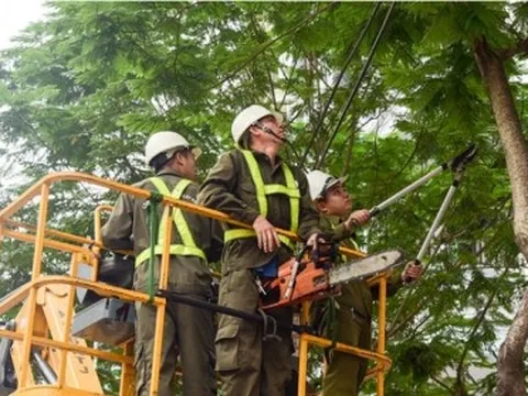 Công ty Cây xanh Hà Nội làm ăn thế nào?