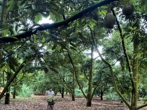 Lỗ hổng mã số vùng trồng sầu riêng Đắk Lắk: Nông dân tố DN gian lận