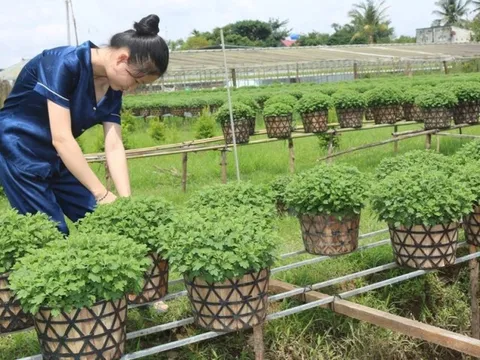 Bến Tre: Tất bật chăm sóc hoa kiểng phục vụ thị trường Tết