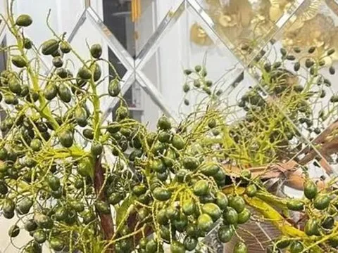 Mới lạ cành quả cắm bình đang 'làm mưa, làm gió' trên thị trường