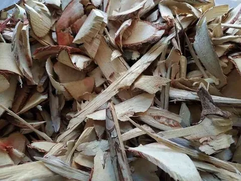 Nghệ An: Cắt thân cây để đun nước uống, 7 người nhập viện nghi ngộ độc