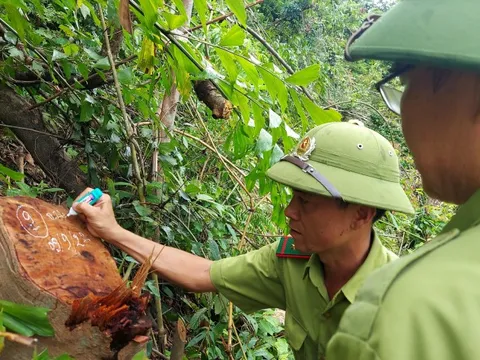 Quảng Trị: Phạt kẻ phá rừng, tiếp tục làm rõ trách nhiệm các bên liên quan